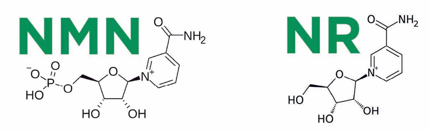 The NAD+ precursors, NMN and NR