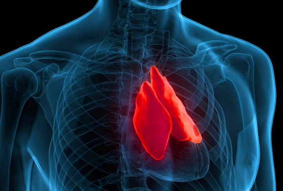 An image of the thymus