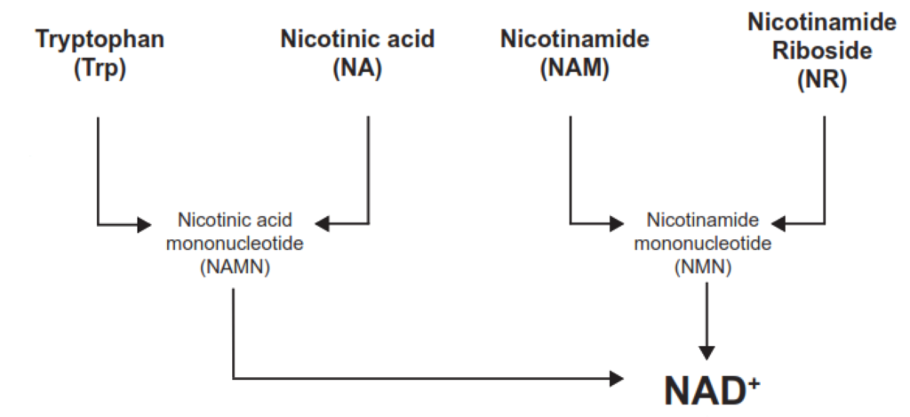 A diagram showing the different pathways that are taken to synthesize N.A.D. from various N.A.D. precursors. 