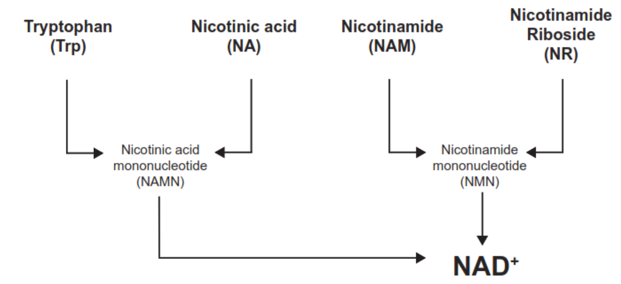 What’s the Difference Between NMN, Niacin, and Vitamin B3?