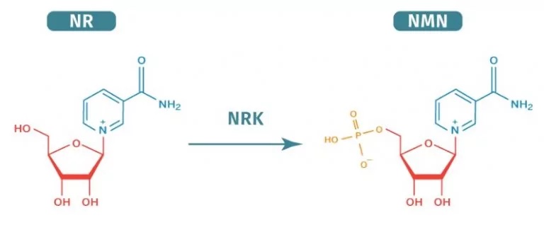 The chemical structures of N.R. and N.M.N., highlighting the phosphate group found only as part of N.M.N.'s structure. 