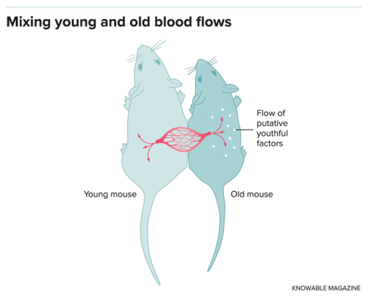 Heterochronic parabiosis involves coupling the circulatory systems of a young and old mouse.