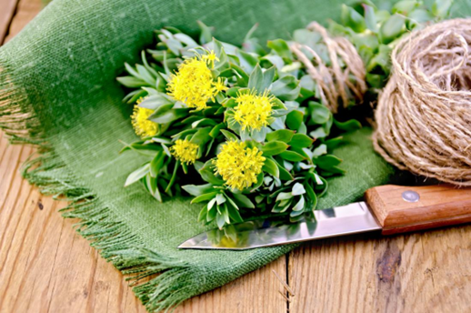 The flowering Rhodiola rosea herb