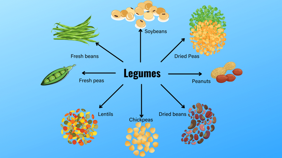 Plant-based protein sources include legumes like chickpeas, lentils, soybeans, and peanuts.