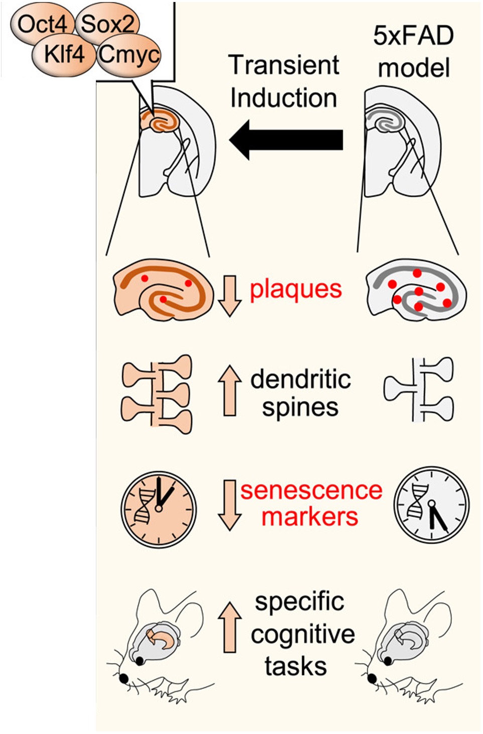 Cellular Reprogramming Counteracts Accelerated Brain Aging