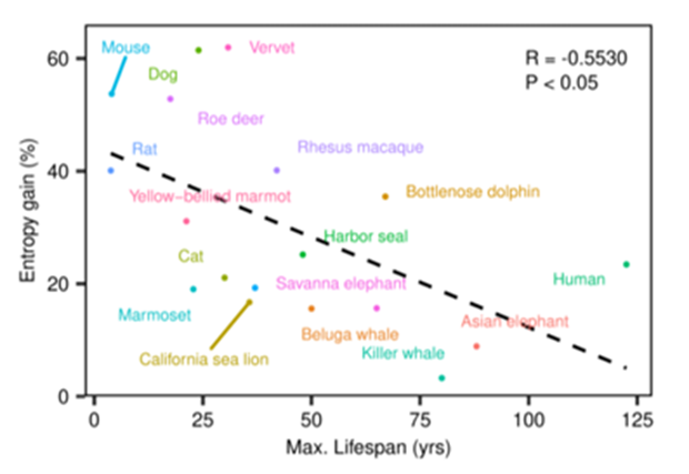 The rate of epigenetic entropy accumulation was inversely correlated with lifespan across multiple mammalian species.