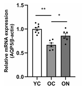 NMN restores gene expression for a water channel with crucial roles in salivation, AQP5, in old mice.