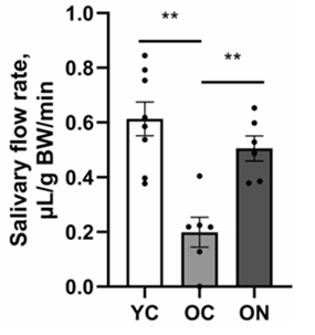 NMN restores salivation against age-related dry mouth in old mice.