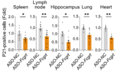 Reducing IgG lower senescence in five tissue types.