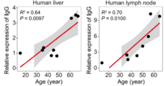 IgG gene expression increased with age in human tissues.