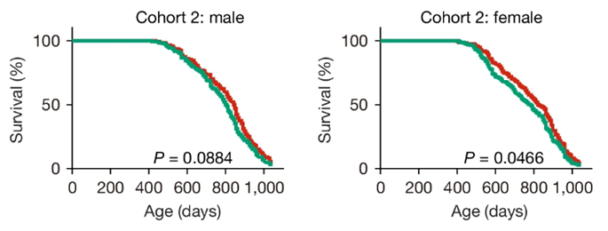 LCA treatment trended toward increasing lifespan by about 5% to 10%; however, the extension was not statistically significant for most groups.