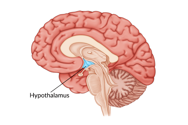 I diagram of the human brain with a hypothalamus highlighted in blue. 