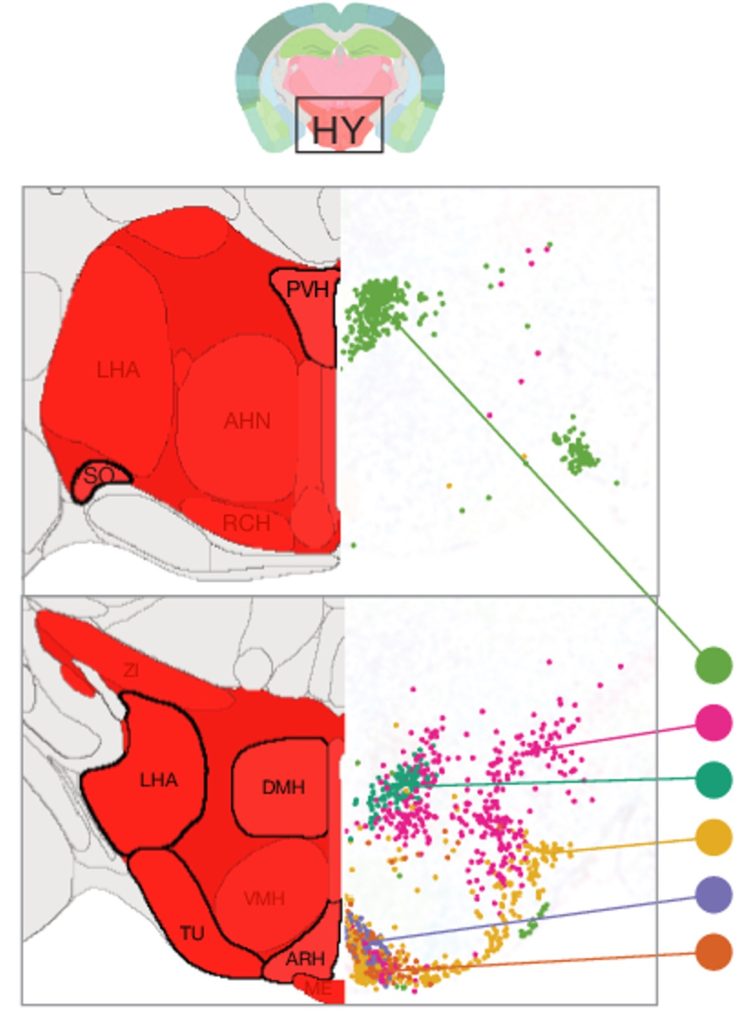 A diagram of the hypothalamus and neurons. 