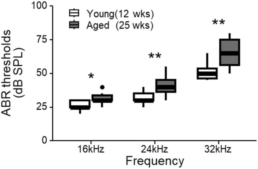 A graph showing higher A.B.R. threshold values in the aged mice at 16 kHz, 24 kHz, and 32 kHz. 