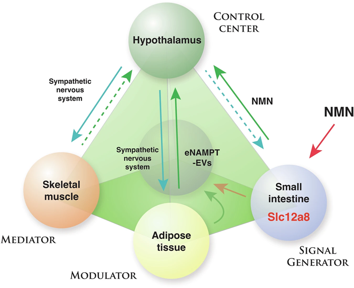 The NAD World 3.0 includes the hypothalamus as a control center for aging, skeletal muscle as a mediator, adipose tissue as a modulator, and the small intestine as a signal generator.