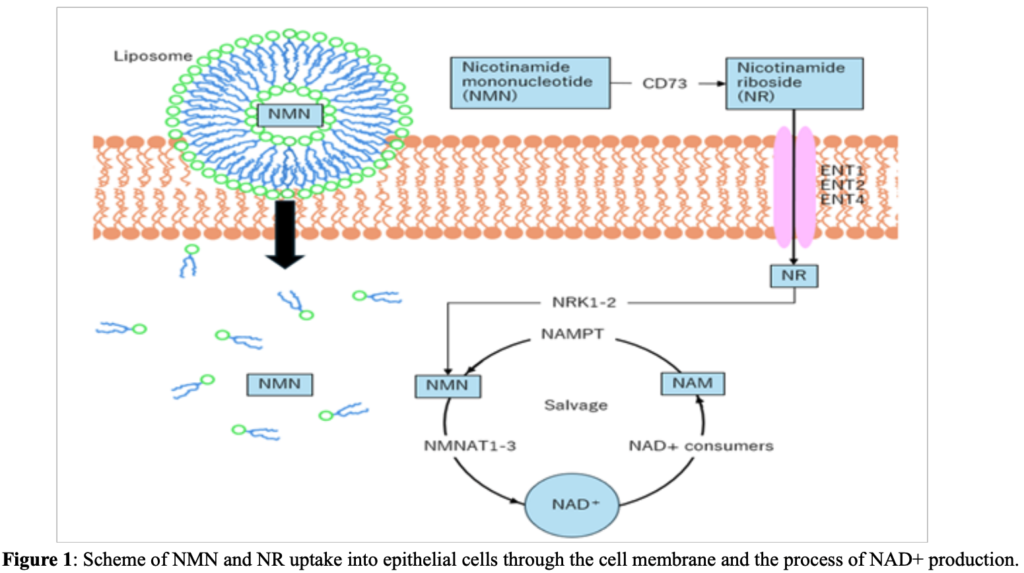 A cartoon showing NMN going into cells via liposome or transporter.