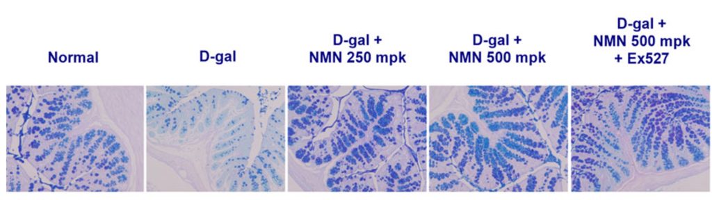 Images intestine sections with goblet cells stained in blue. 