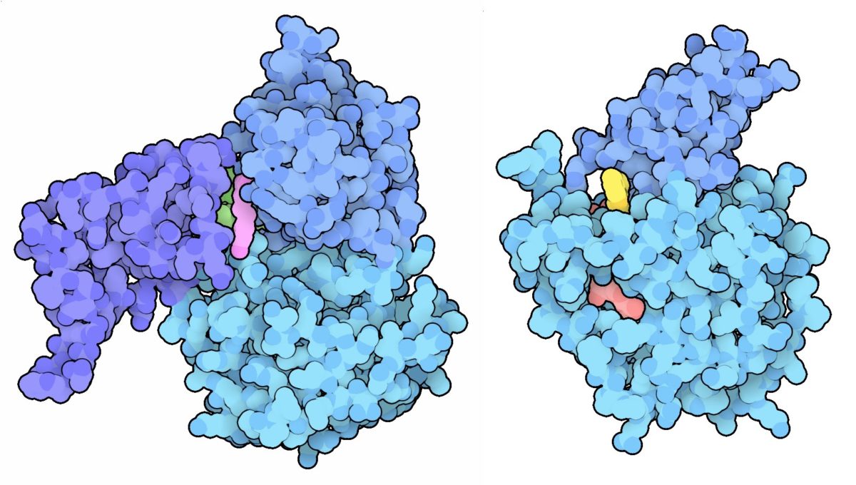 The Sirtuin Secret: New Study Shows How NMN Helps These Longevity