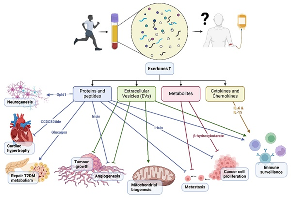 Exercise increases blood levels of exerkines.
