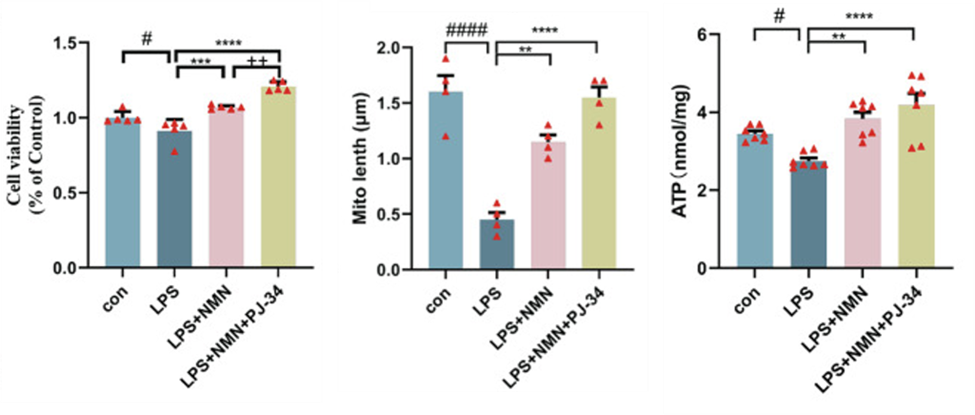 NMN and PJ-34 reverse deleterious effects in a model of brain inflammation.
