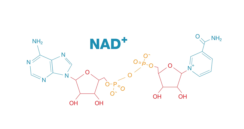 NAD+'s molecular structure