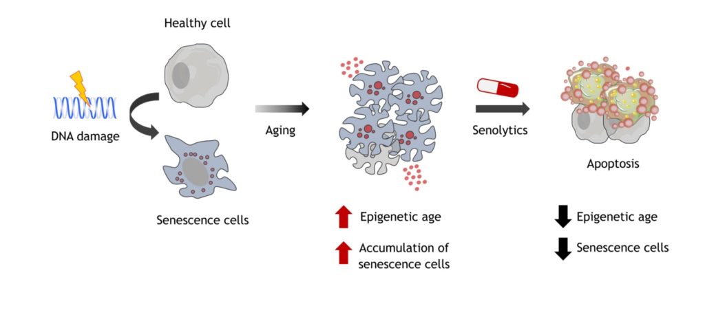A diagram showing the progression of senescent cells 