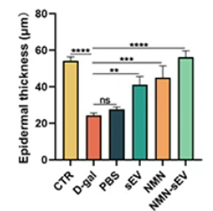 NMN-loaded small vesicles prevent age-related thinning of the skin.