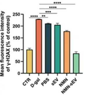 NMN-loaded vesicles prevent DNA damage in skin cells.
