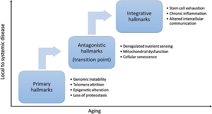 The hallmarks of aging can be categorized into three interconnected groups--primary, antagonistic, and integrative hallmarks.