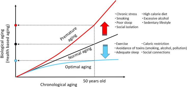 Optimal aging entails a lower biological age in comparison to one's age in years (chronological age).