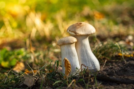 Wild mushrooms amongst the grass