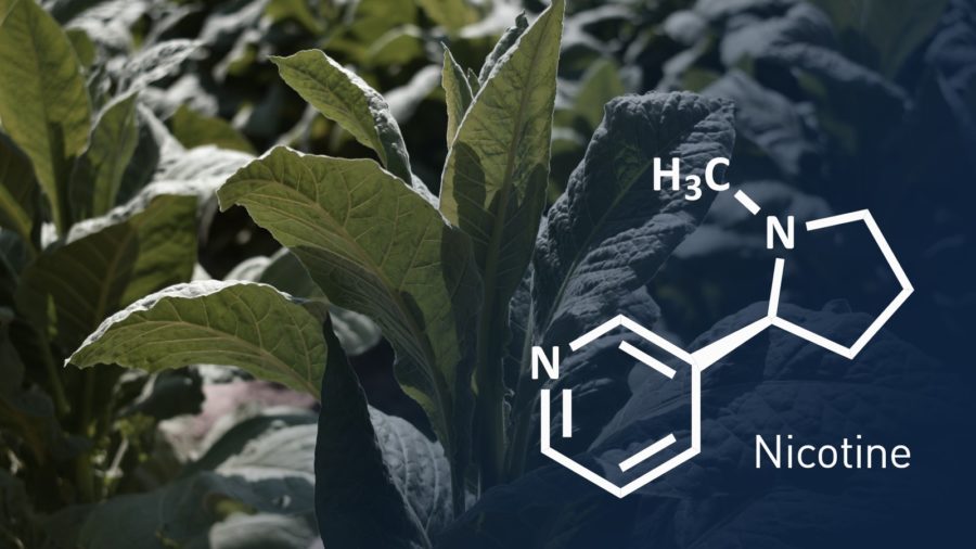 A tobacco plant alongside the molecular structure of nicotine