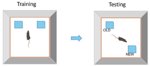 The novel object location test involves training mice to get accustomed to the locations of two objects and then changing the location of one of the objects during testing.