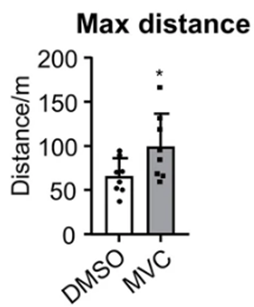 Maraviroc significantly increased the maximum distance that aged mice ran.