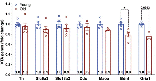 Bdnf expression significantly declines with age in mice.