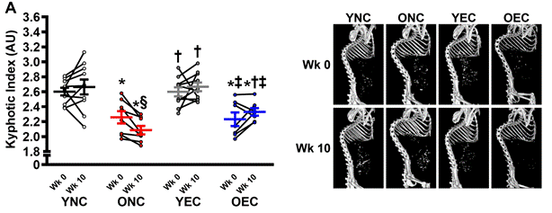Supplementing with HMW-HA improves a measurement of frailty in old mice.
