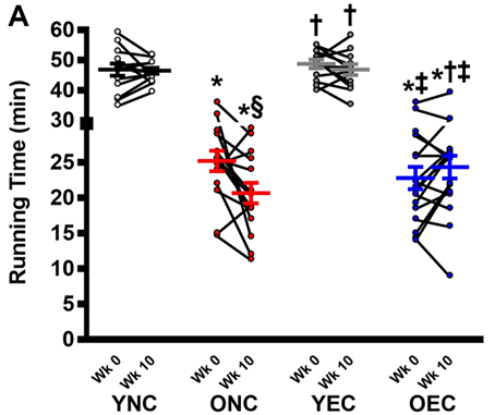 Treatment with a supplement containing HMW-HA improves running time to exhaustion.