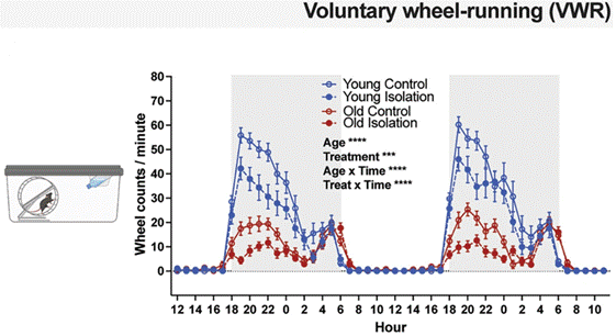 Old age and social isolation reduce motivation to engage in voluntary wheel running.