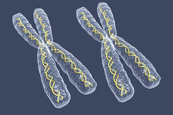 Women have two X chromosomes in most of their cells.