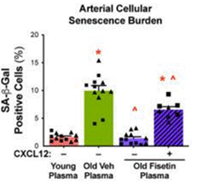 The SASP factor, CXCL12, partially mediates the induction of senescence in endothelial cells.