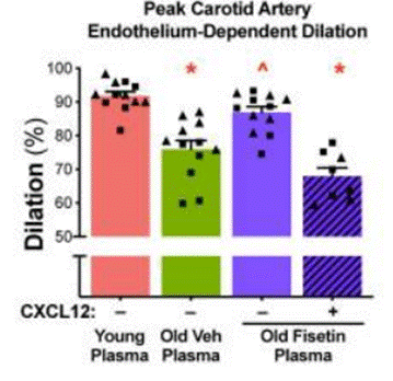Old mice show impaired vascular function, yet fisetin rectifies it.