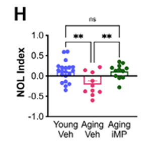 (Moser et al., 2025 | Advanced Science) iMP treatment restores age-related memory deficits. The panel shows novel object location (NOL) index scores across young vehicle-treated, aging vehicle-treated, and aging iMP-treated mice. Aging reduced spatial memory performance, as reflected by lower NOL scores. iMP-treated aging mice exhibited significantly improved performance, with scores approaching those of young controls.