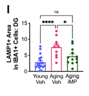 (Moser et al., 2025 | Advanced Science) iMP treatment reduces age-associated lysosomal burden in microglia. The panel shows the area of LAMP1-positive signal within IBA1-positive microglial cells in the dentate gyrus. Aging increased lysosomal accumulation, indicating elevated cellular stress and impaired degradation capacity. iMP-treated aging mice exhibited a significant reduction in LAMP1-positive area compared with aging vehicle-treated controls, consistent with improved microglial health.