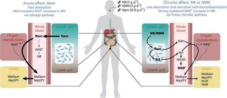 NR and NMN raise circulating NAD+ via a different pathway than Nam.