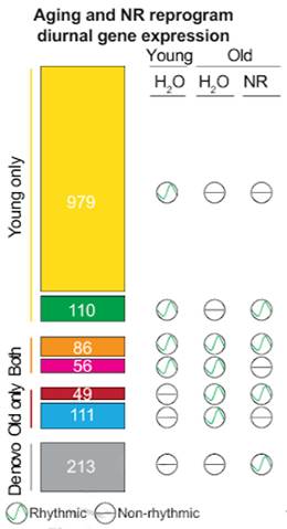 Two hundred and thirteen gene expression patterns gained rhythmicity with NR treatment in old mice.