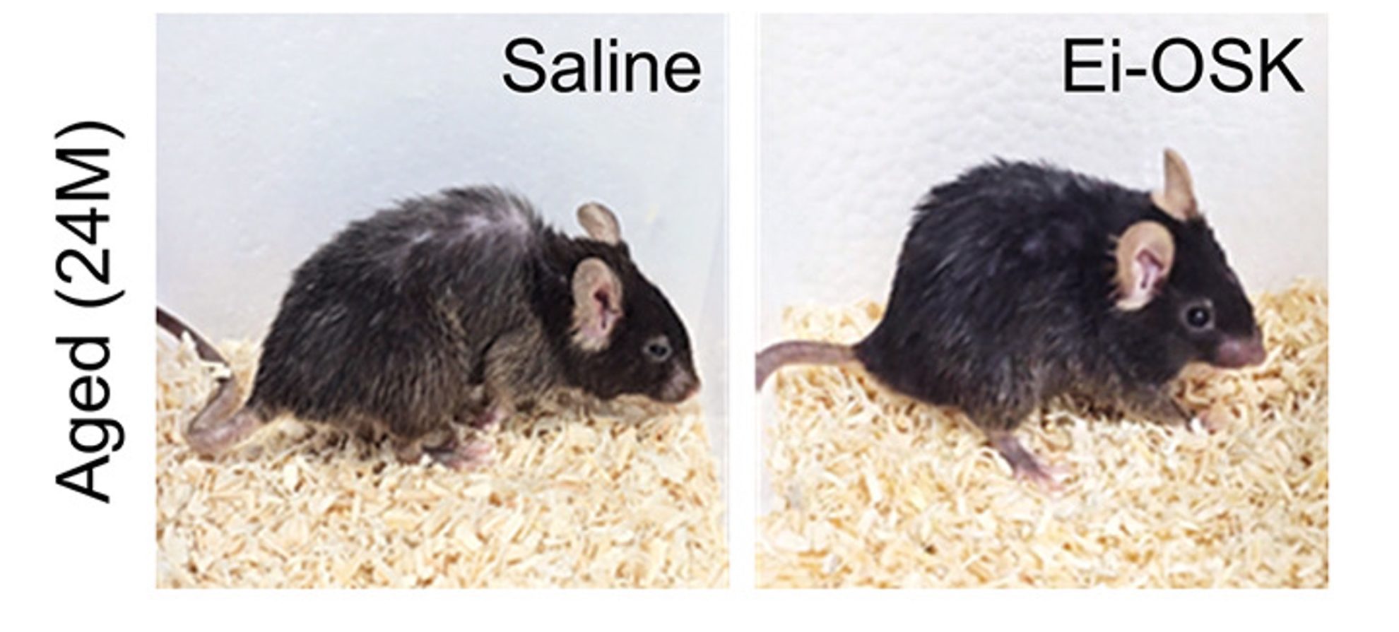 Scientists Prolong the Life of Mice With Invisible Energy Fields, New ...