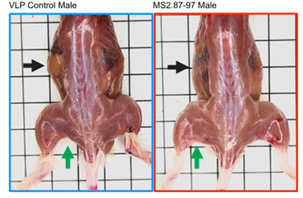 MS2.87-97 visibly increased muscle mass.