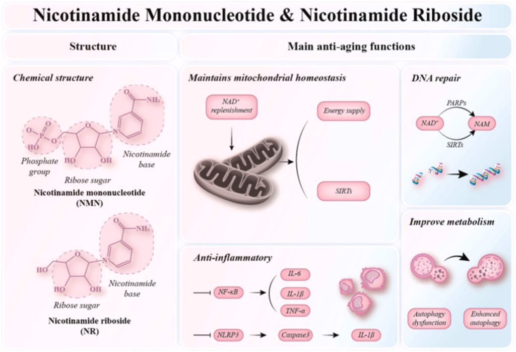 Infographic showing NMN and NR structures with their role in anti-aging, including mitochondrial maintenance and DNA repair.