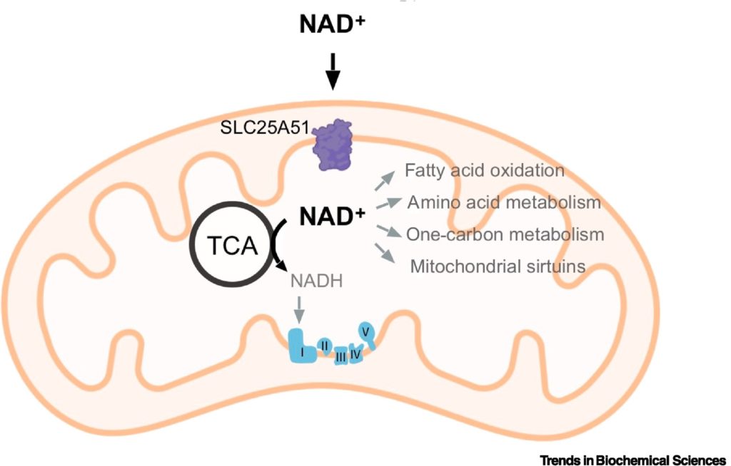 Diagram of a mitochondrion showing NAD+ with SLC25A51 transporter and NAD+-dependent processes: fatty acid oxidation, amino acid metabolism, one-carbon metabolism, and mitochondrial sirtuins; TCA cycle nearby