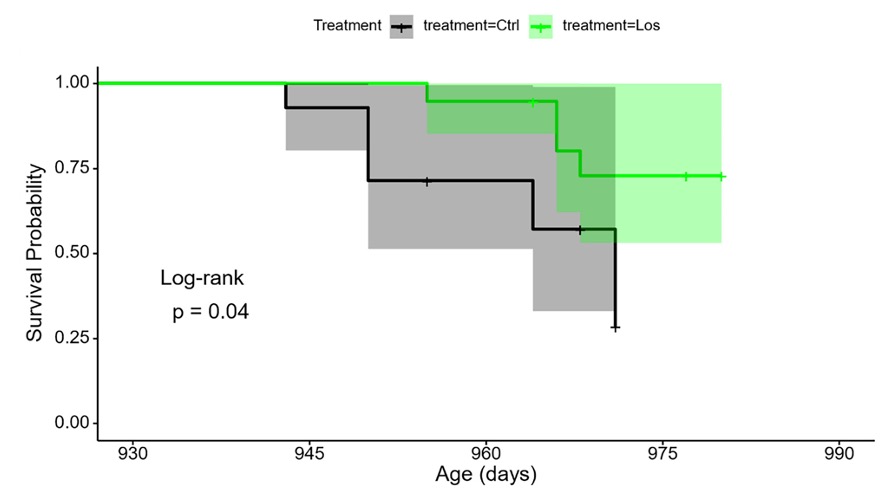 A survival probability curve showing a black curve for untreated mice and a green curve for the mice treated with losartan.